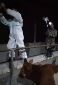 茅坝动物剖腹产手术