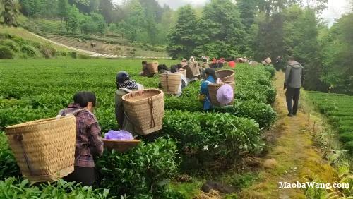 美典佳酿与九仓香茗:黔地双绝,品味醇雅天成的独特魅力