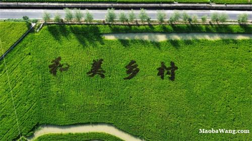仁怀茅坝镇稻香鱼跃鸭欢绘就多彩丰收“丰”景