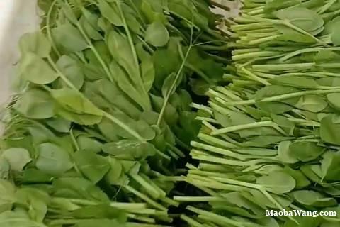 仁怀市茅坝镇嫩鲜豌豆尖邂逅田园惬意食光