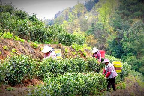 春临茅坝茶山：茶绿香飘，共赴春日之约